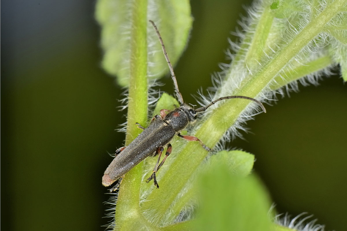 Phytoecia sp? - Phytoecia vulneris